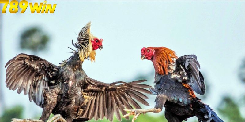 Bật mí mẹo chơi thắng lớn khi cá cược đá gà 