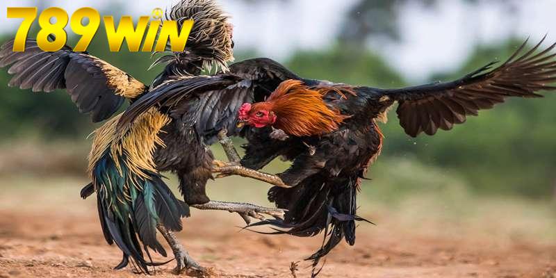 Mẹo chơi đá gà thắng lớn cho cược thủ