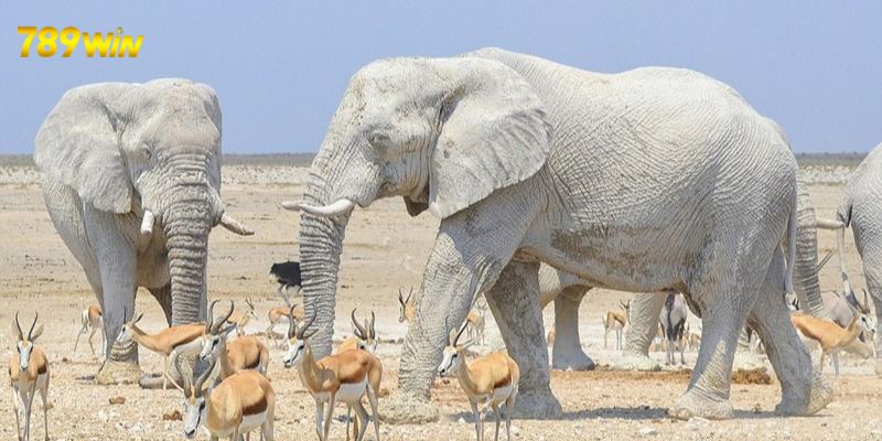 Giải mã chi tiết giấc mơ thấy voi màu trắng 
