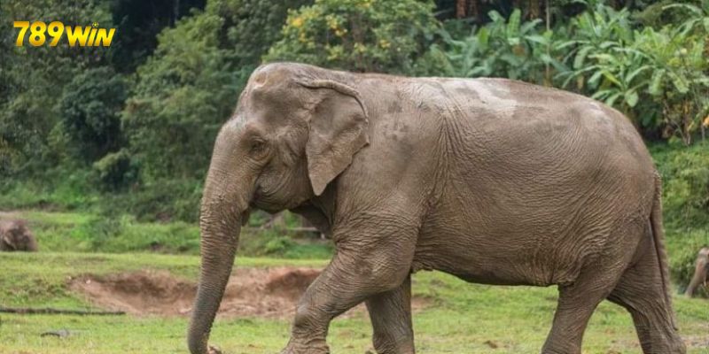 Giải mã chi tiết giấc mơ thấy voi màu trắng 